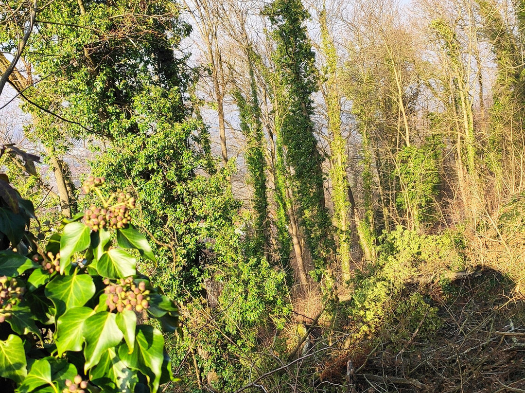 Schlossberg-佛莱堡必去景点