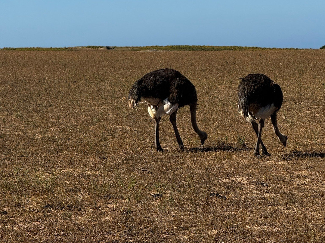 Buffelsfontein Game & Nature Reserve - Day Tours-Darling必去景点