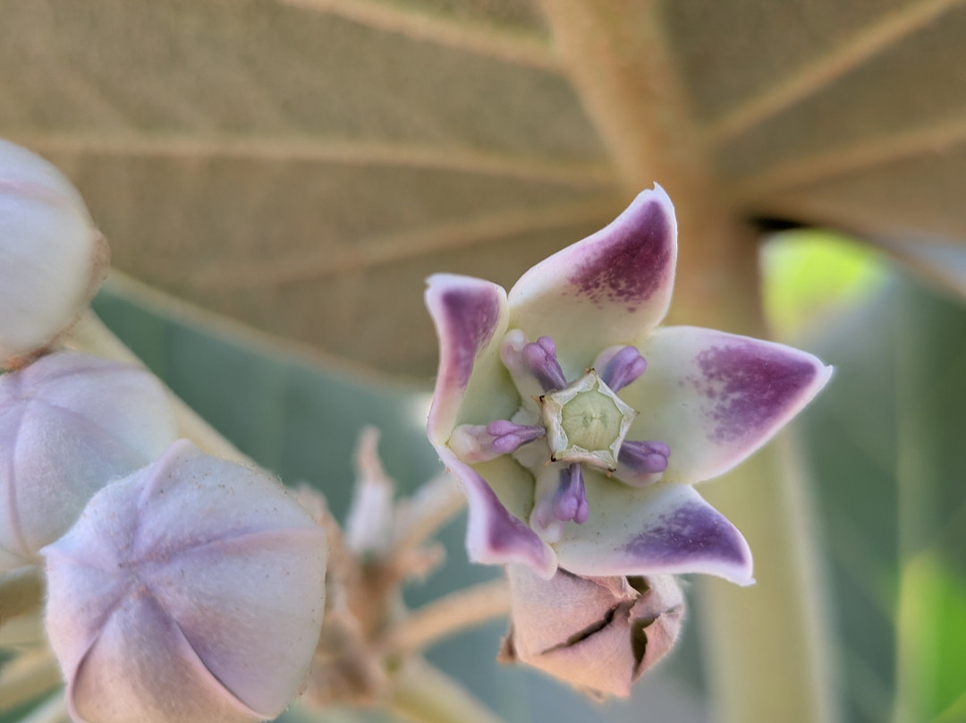 Chegaga spirit-迈哈米德必去景点