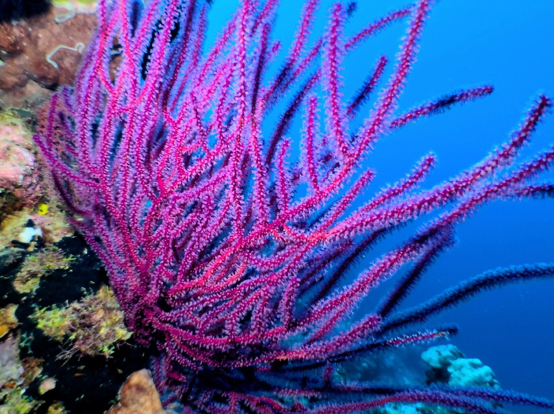 Ankermi Happy Dive Center-Maumere必去景点