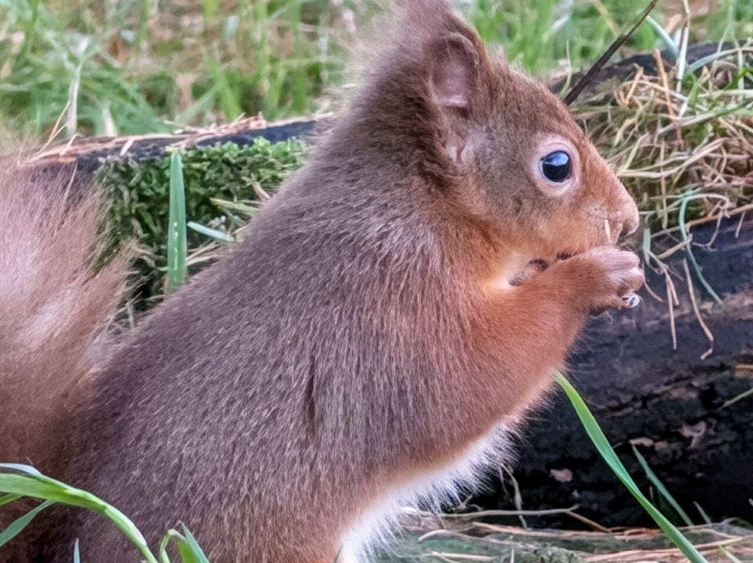 Nature Nuts-Blairgowrie必去景点