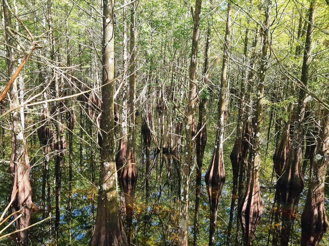 Six Mile Cypress Slough Preserve-迈尔斯堡必去景点