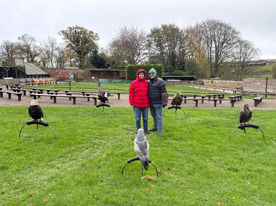 Thirsk Birds Of Prey Centre-瑟斯克必去景点