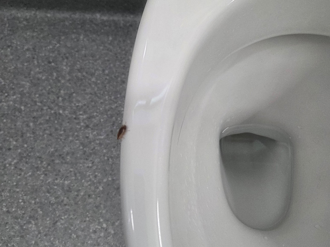 Beetham Park Motel主图