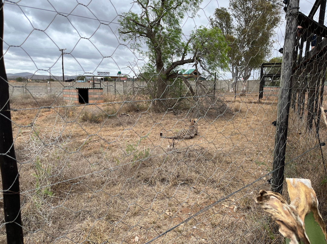 Daniell Cheetah Project-Kirkwood必去景点