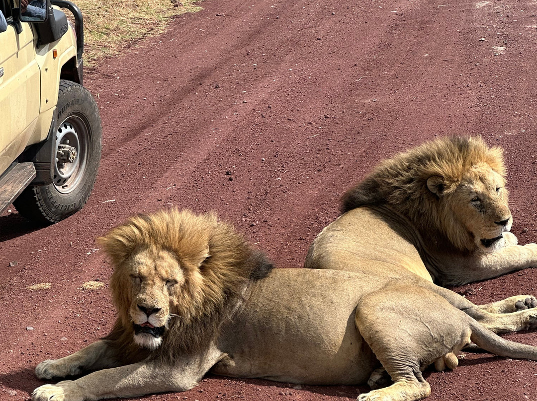 歌珊地非洲游猎之旅-阿鲁沙必去景点