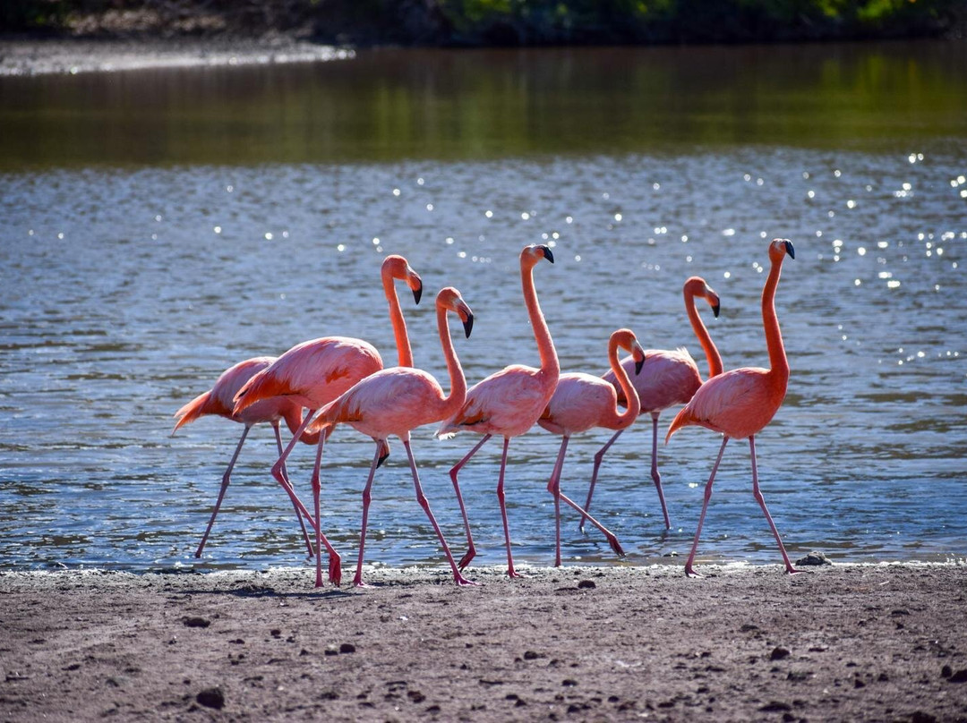 Go Galápagos Tours-Baltra必去景点