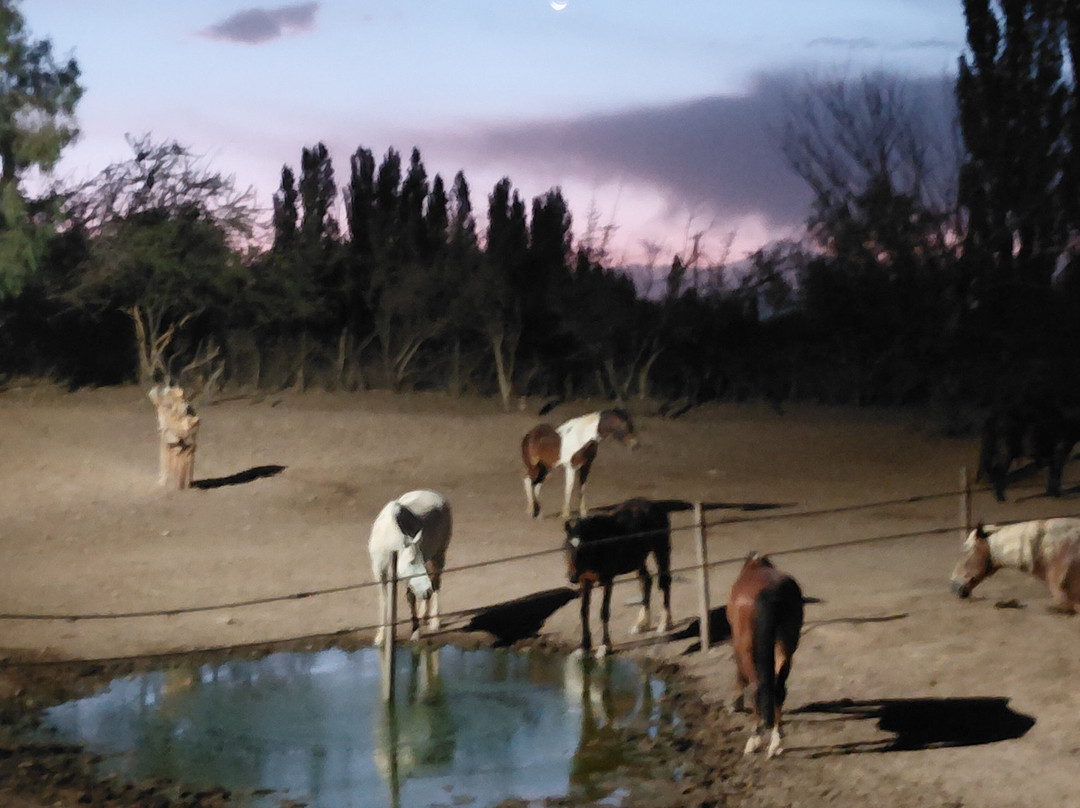 Los Pingos Horse Riding-Godoy Cruz必去景点