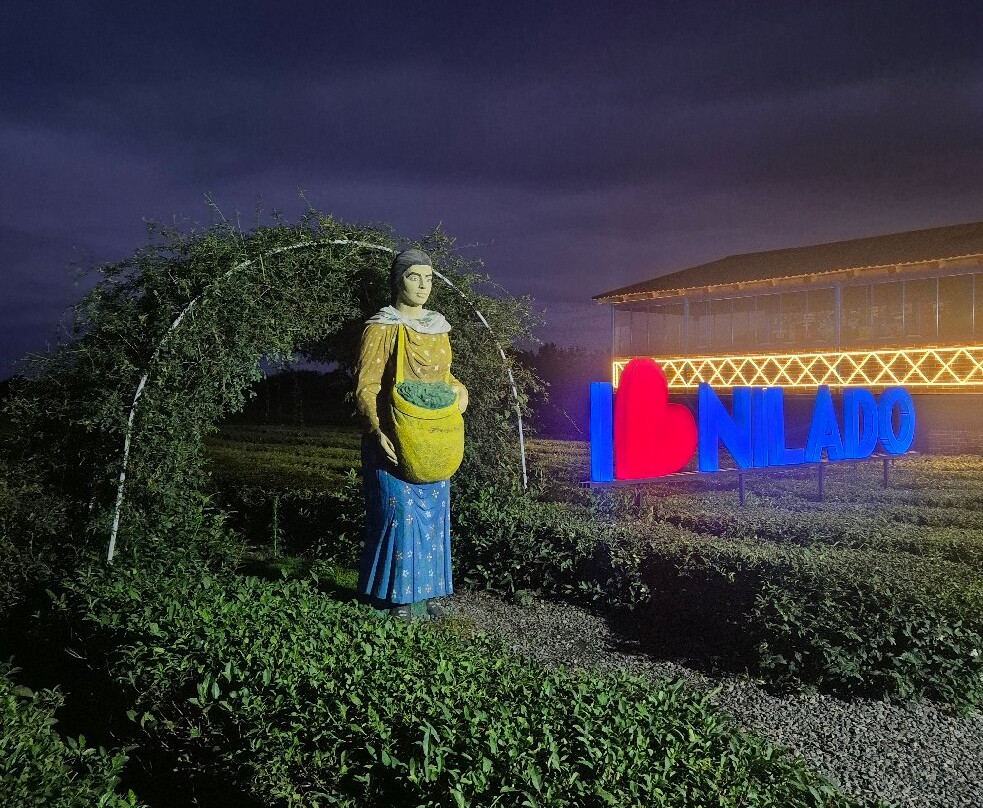 Nilado Green tea plantation-连科兰必去景点