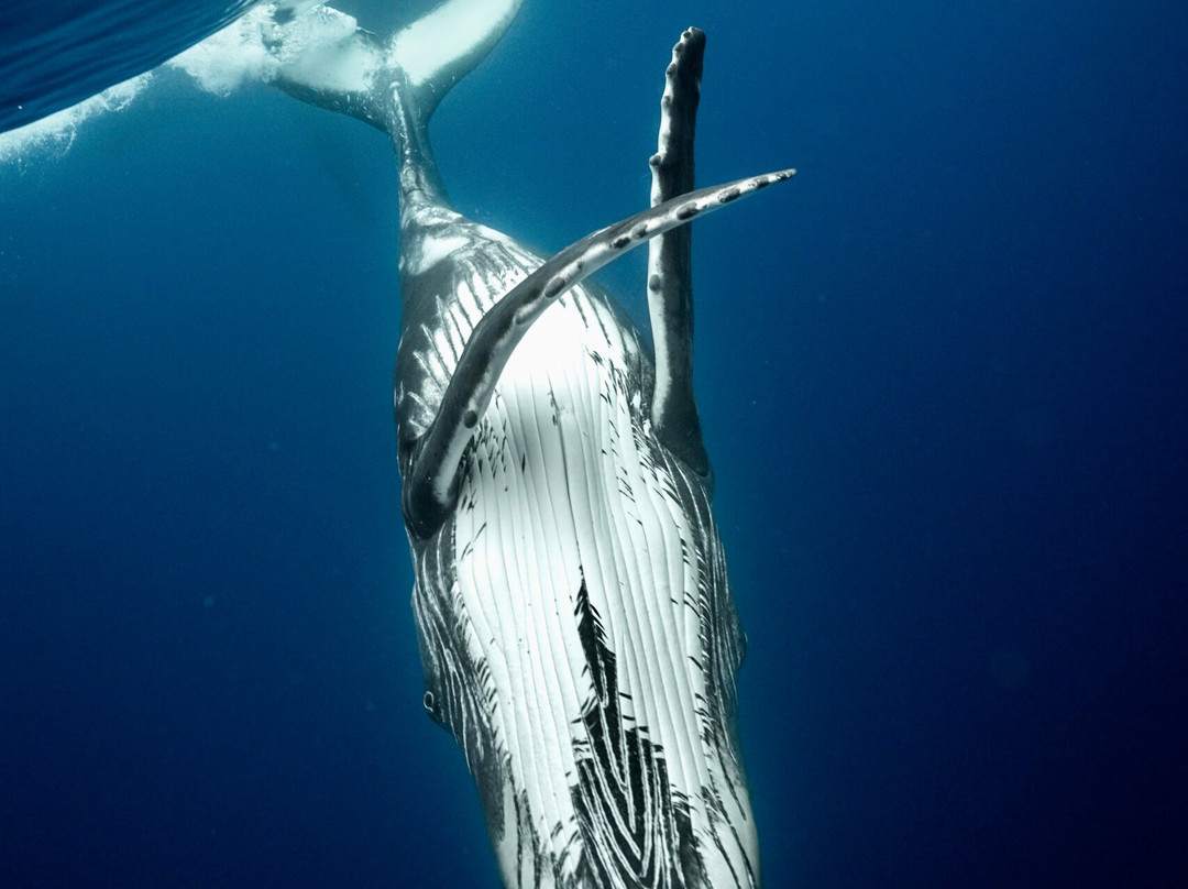 Tahiti By Boat-帕皮提必去景点