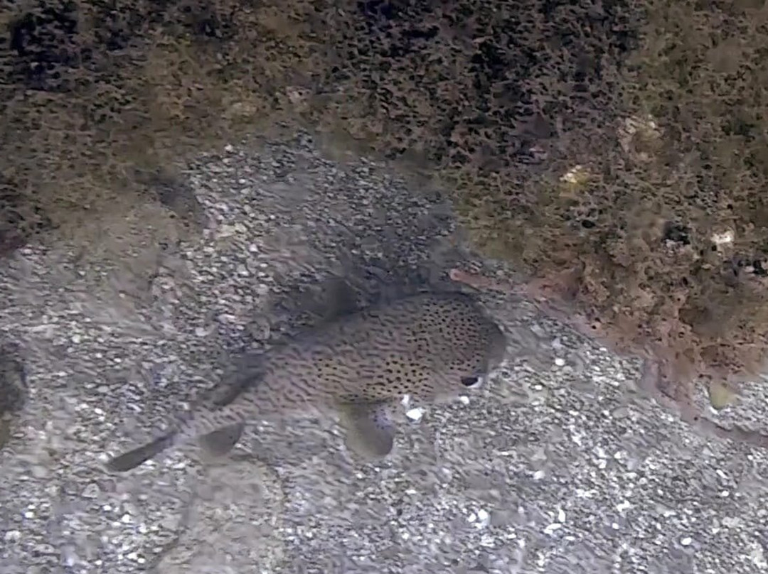 Vieques Snorkel Tours-维切克岛必去景点