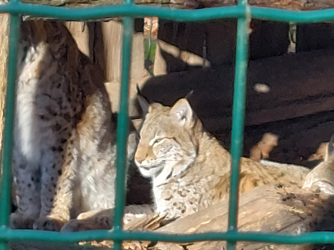 Parc Animalier De Sainte-croix-Rhodes必去景点