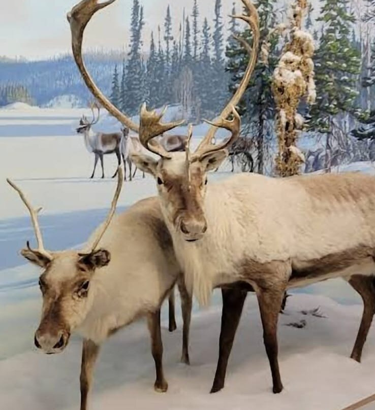 Royal Saskatchewan Museum-里贾纳必去景点