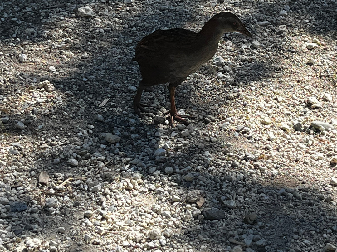 Awakeri Rail Adventures-法卡塔尼必去景点