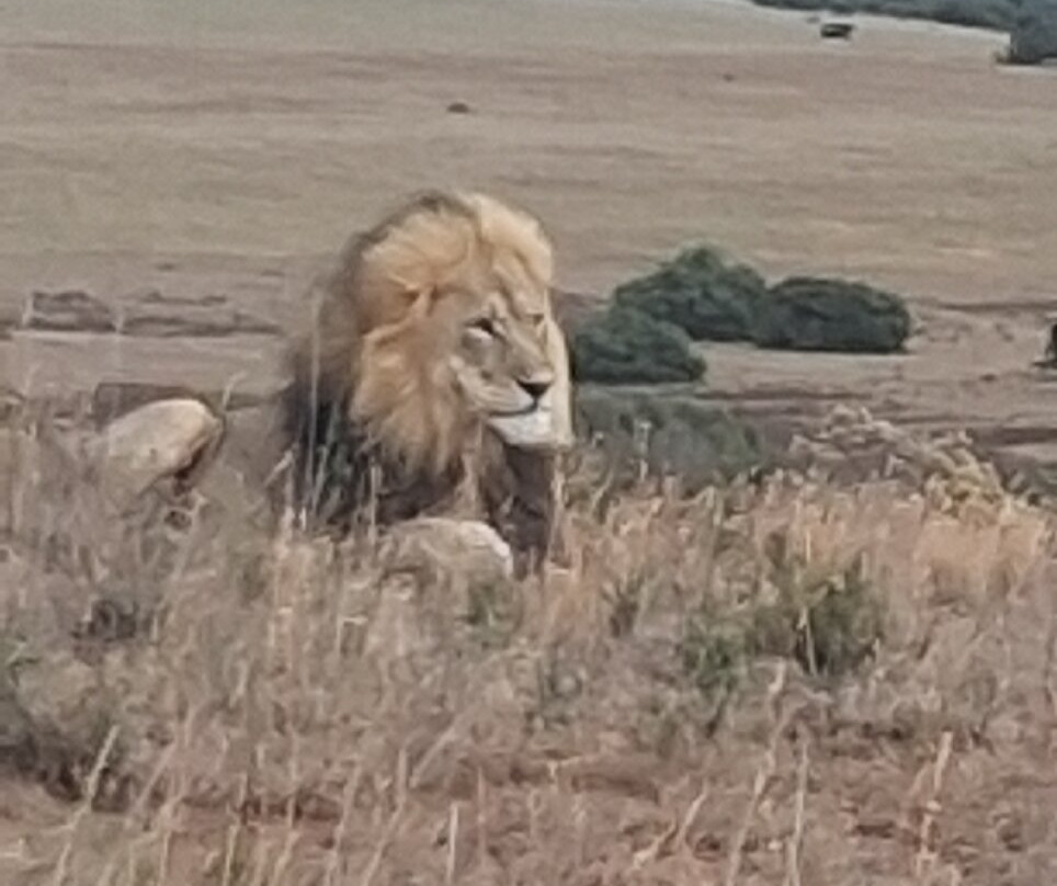 Bukela Game Lodge - Amakhala Game Reserve
