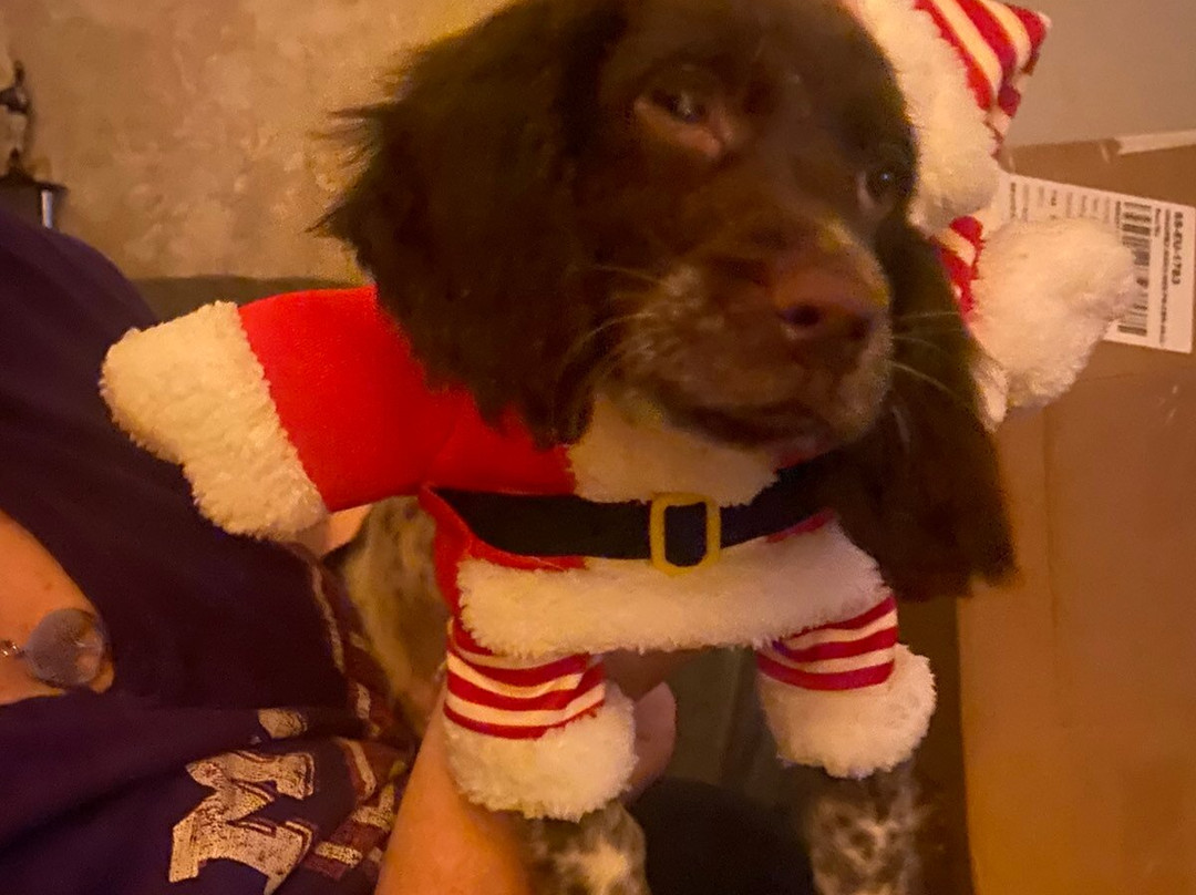 Zip World Tower-Rhigos必去景点