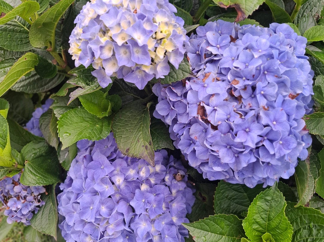 Parque da Lagoinha-坎普斯－杜若尔当必去景点