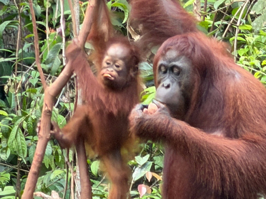 Orangutan Houseboat Tour-Kumai必去景点