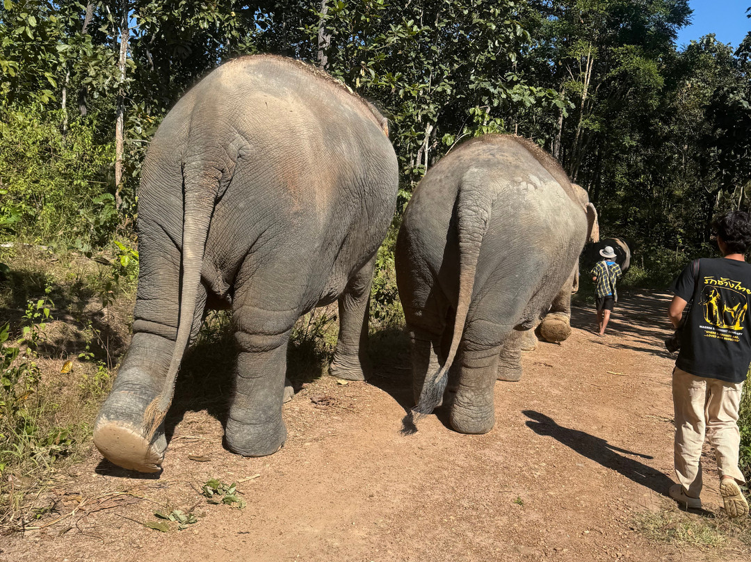 Maerim Elephant Sanctuary-夜林必去景点