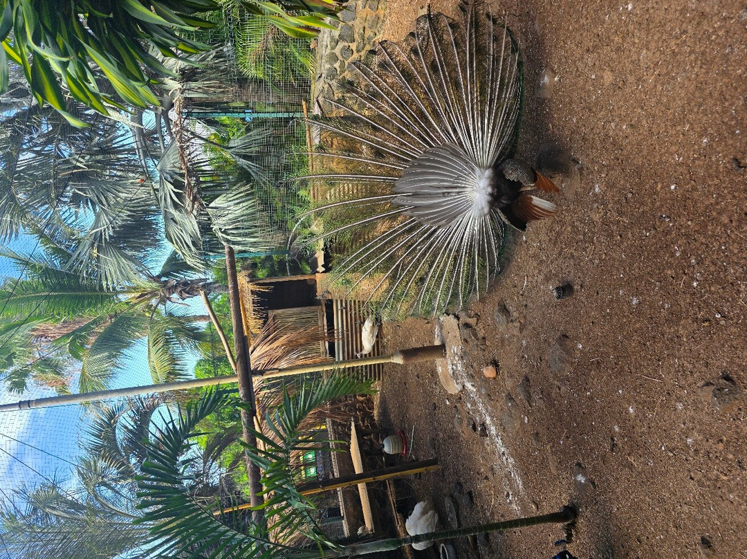 La Maison du Coco-圣亮必去景点