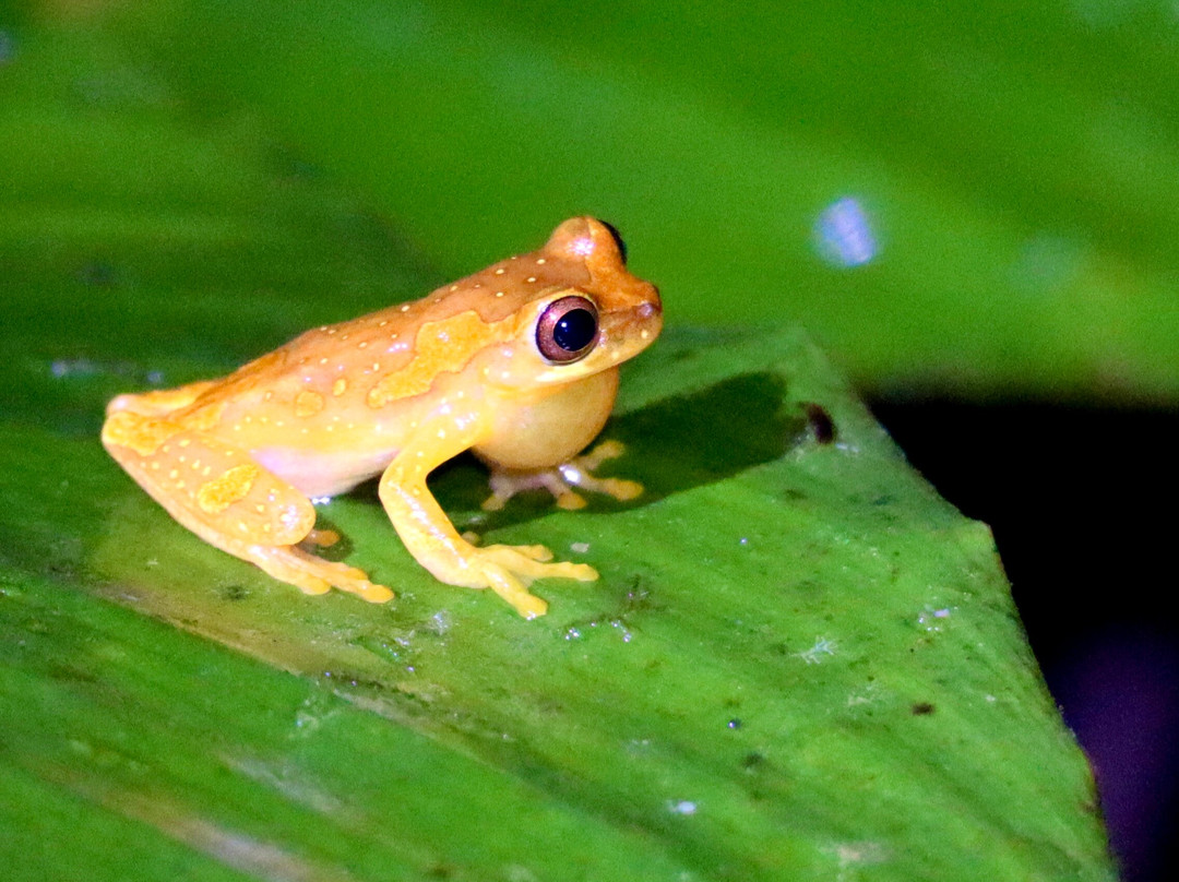 Tapir Valley Nature Reserve-Bijagua de Upala必去景点