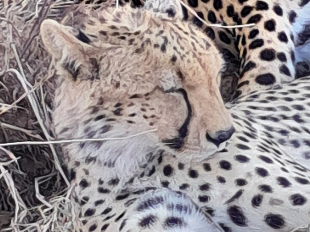 Leopard Tours Limited-阿鲁沙必去景点