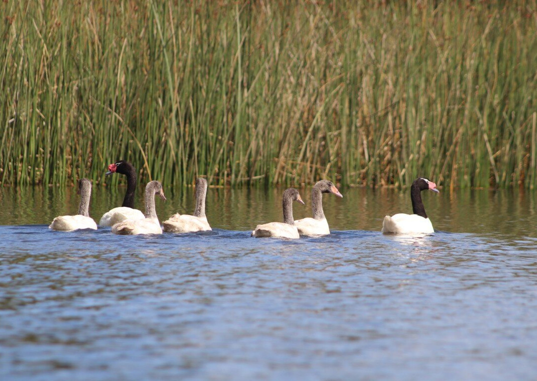 Rio Vivo-瓦尔迪维亚必去景点