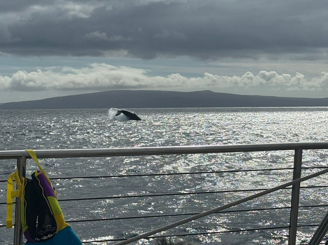 Alii Nui Maui - Sailing Charters-基黑必去景点