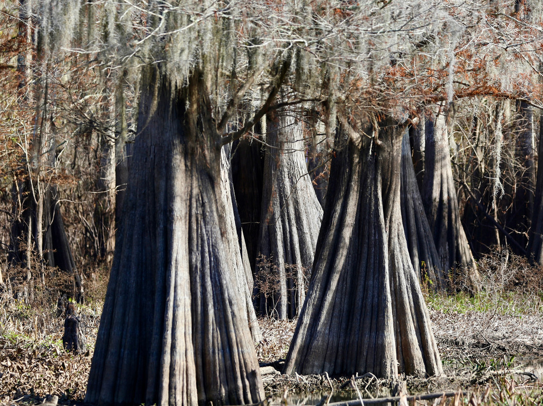 The Last Wilderness Swamp Tour-Plaquemine必去景点