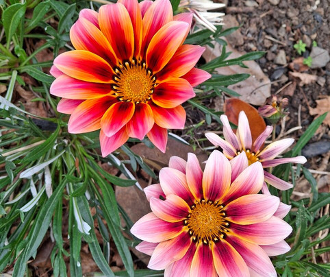 Zealong Tea Estate-汉密尔顿必去景点