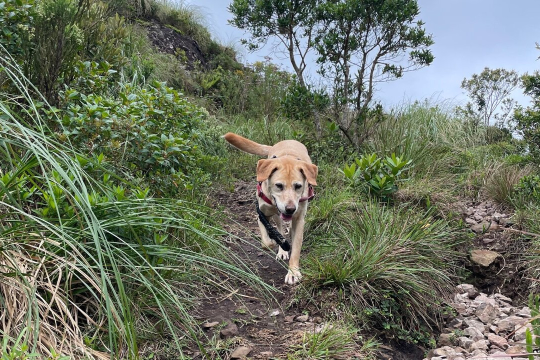 Morro dos Cabritos-Praia Grande必去景点