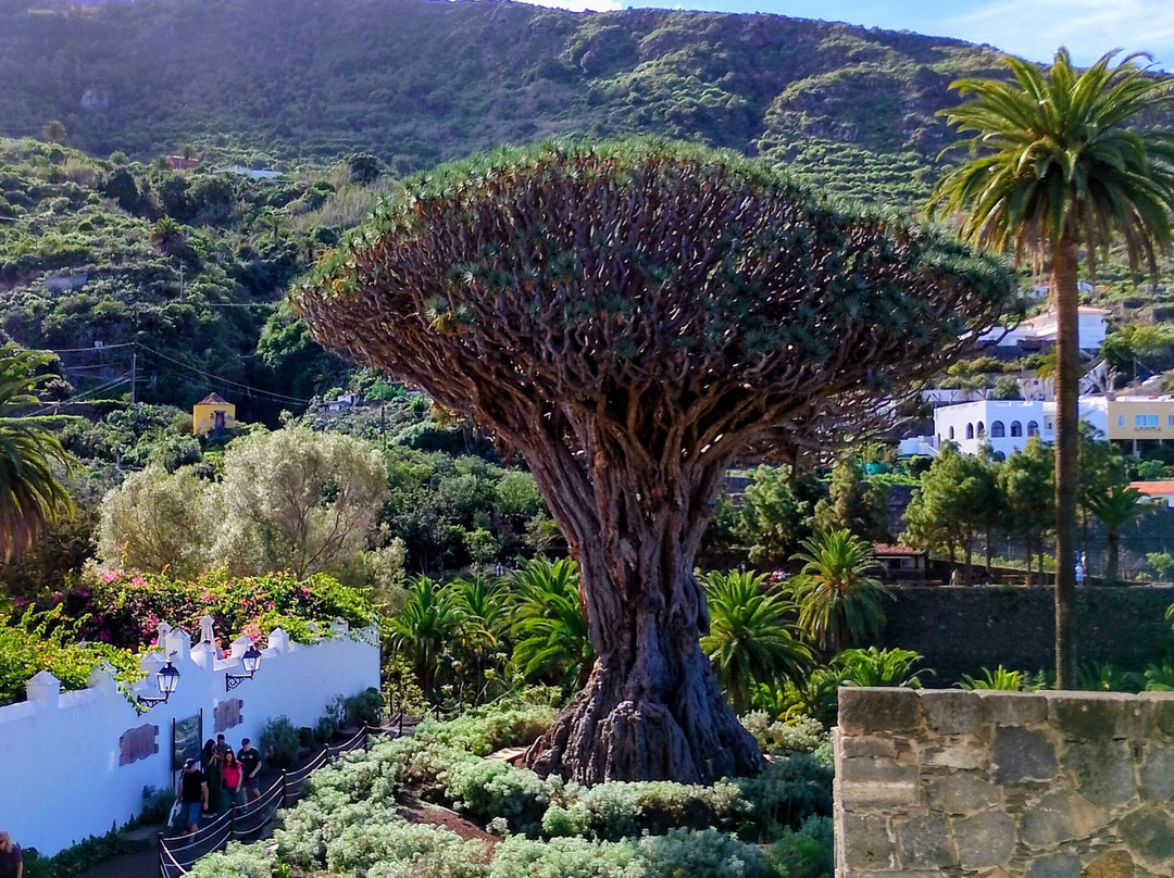 Parque del Drago-伊科德洛斯维诺斯必去景点