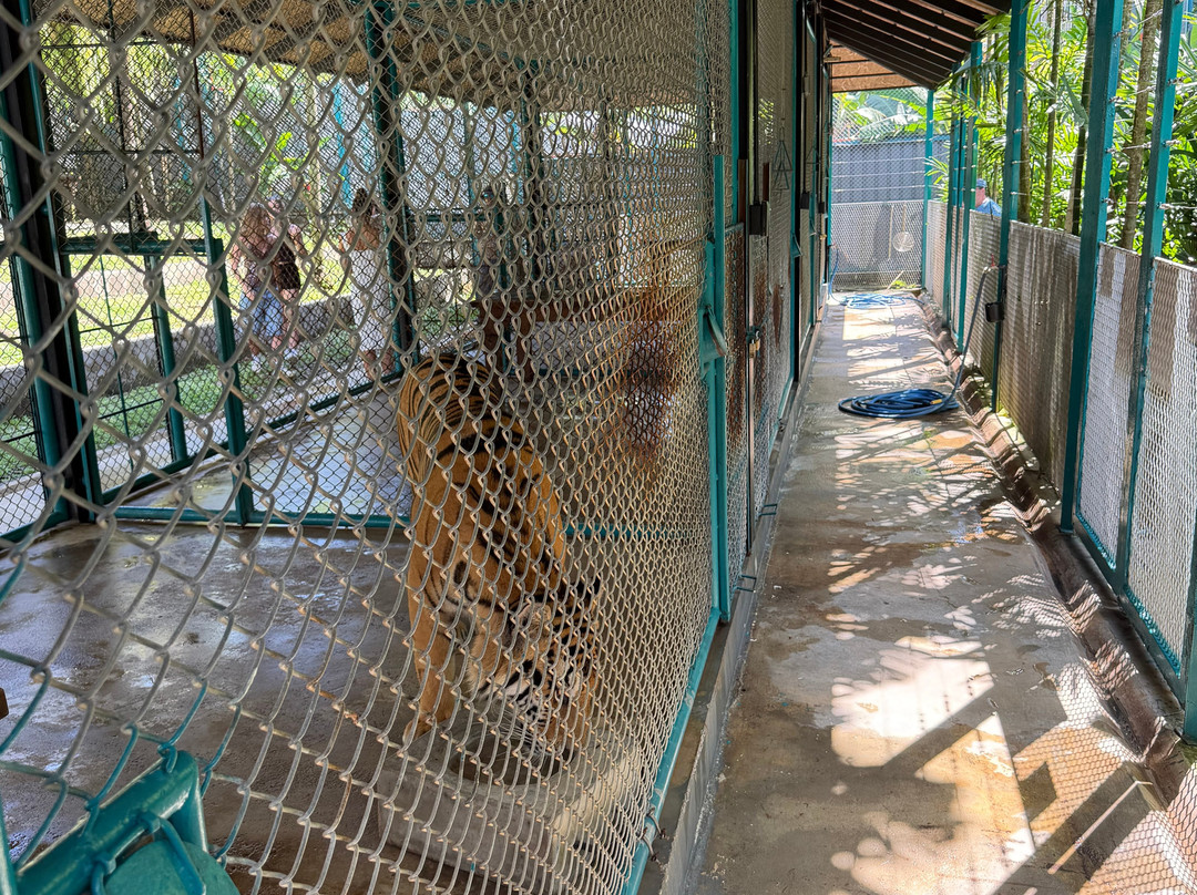 Tiger PARK Phuket-查龙必去景点