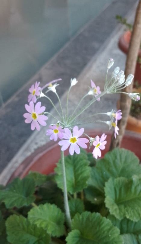 Avianna Windy House Wellness Retreat & Spa