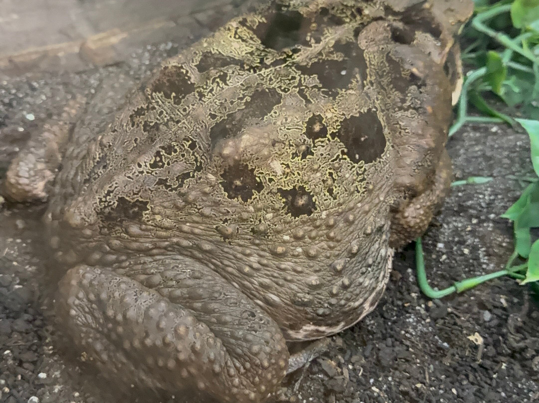 Promenade Park Petting Zoo-Maldon必去景点