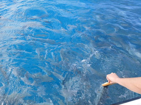 BDA Watersports-Sandys Parish必去景点