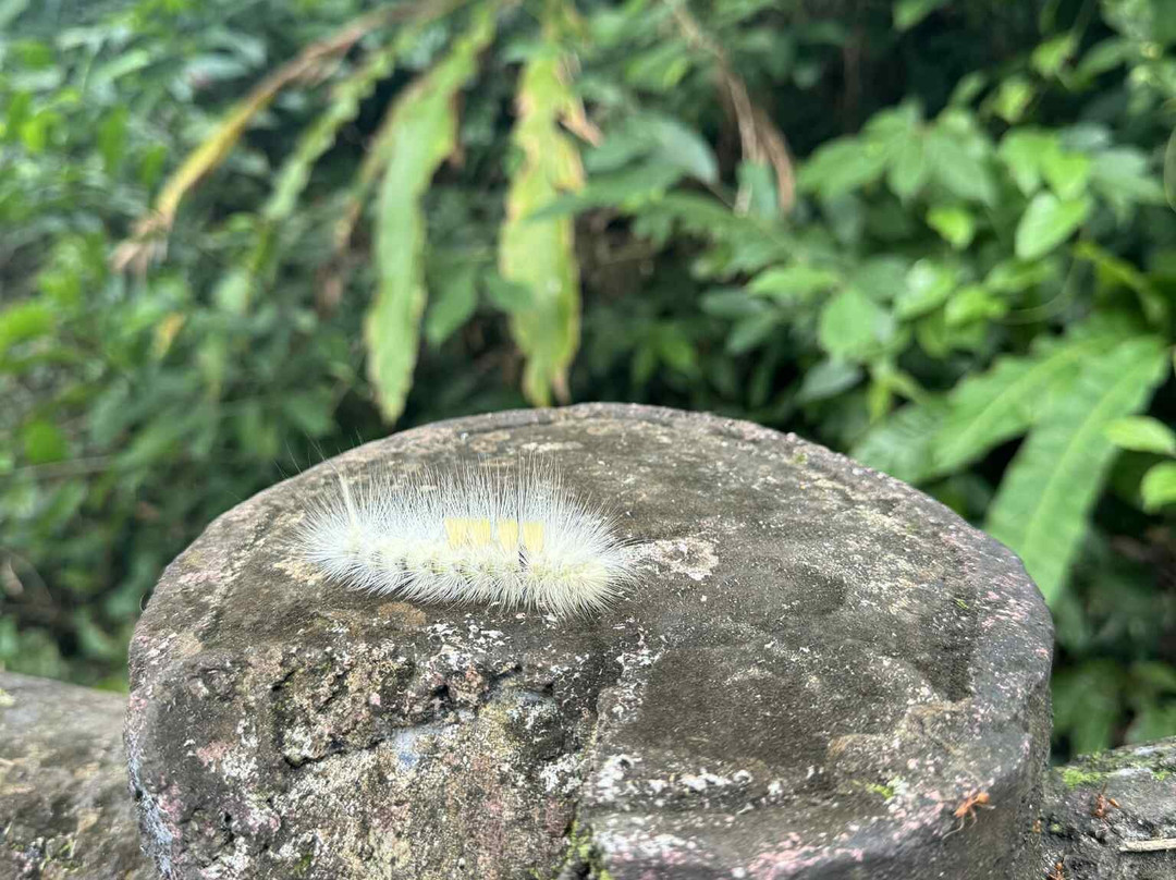 Hoa Cuong Cave-Gia Luan必去景点