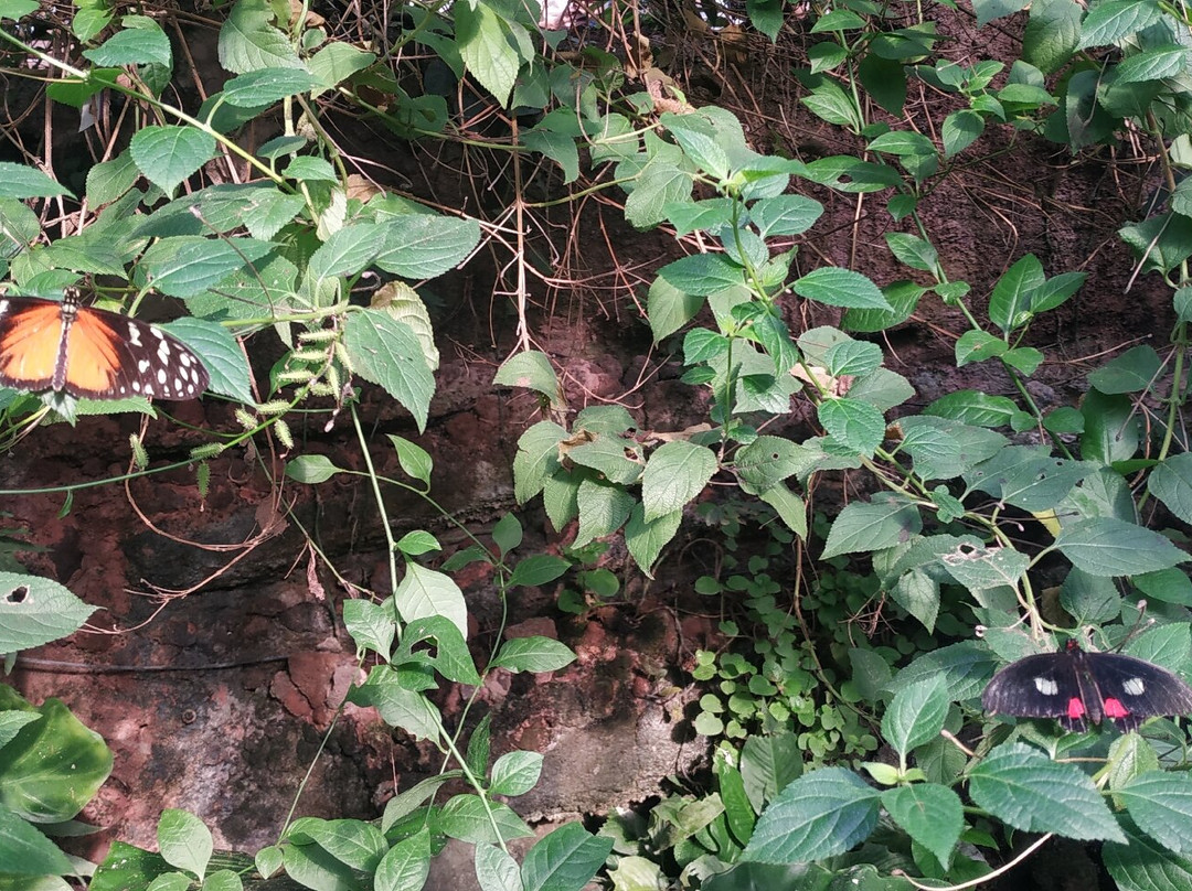 Papiliorama-Kerzers必去景点