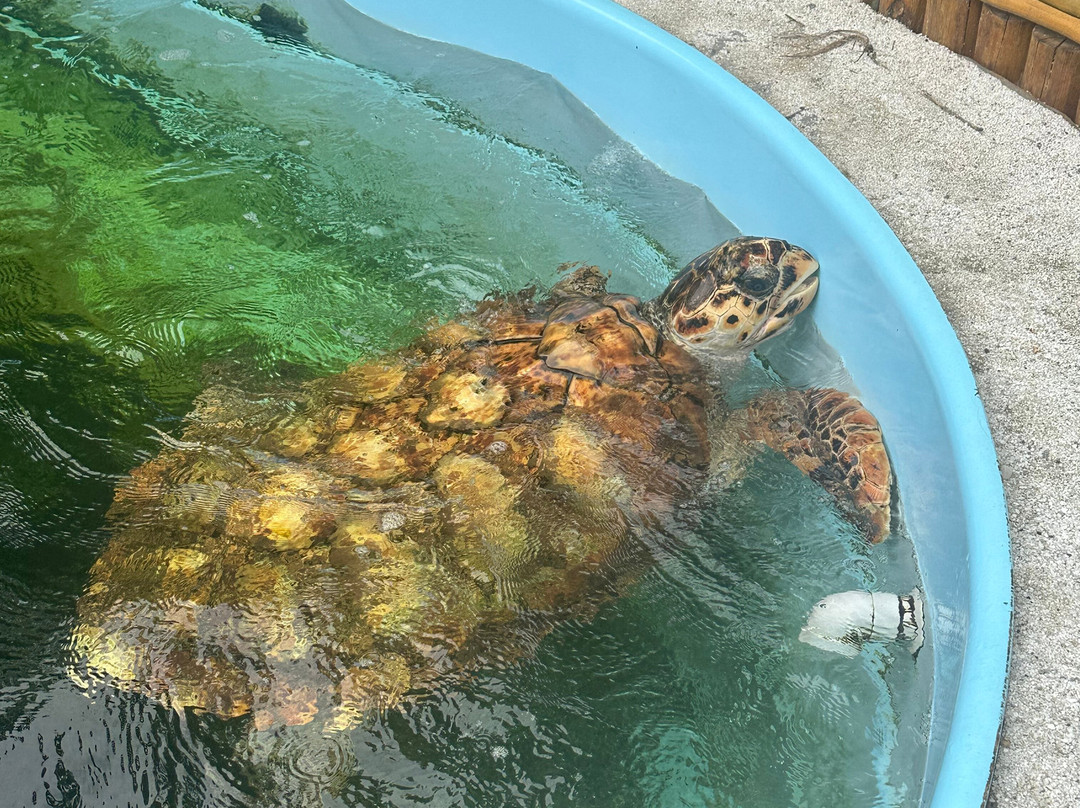 Projeto Tamar-普拉亚多海滩必去景点