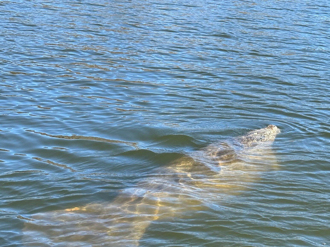 Airboat And Gator Charters-De Leon Springs必去景点