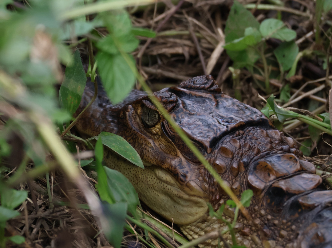 Surcos Tours-希门尼斯港必去景点
