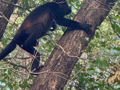 Wild Tamarindo-塔马林多必去景点