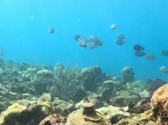 Rincon Paddle Boards-吕康必去景点