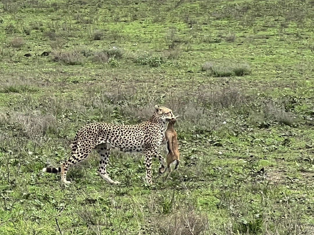 Serengeti Smile-阿鲁沙必去景点