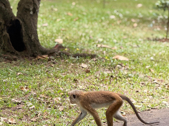 Royal Botanic Gardens Peradeniya-康提必去景点