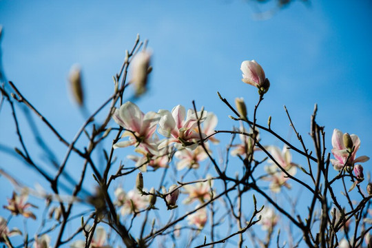 The Japanese Garden-St. Mawgan必去景点