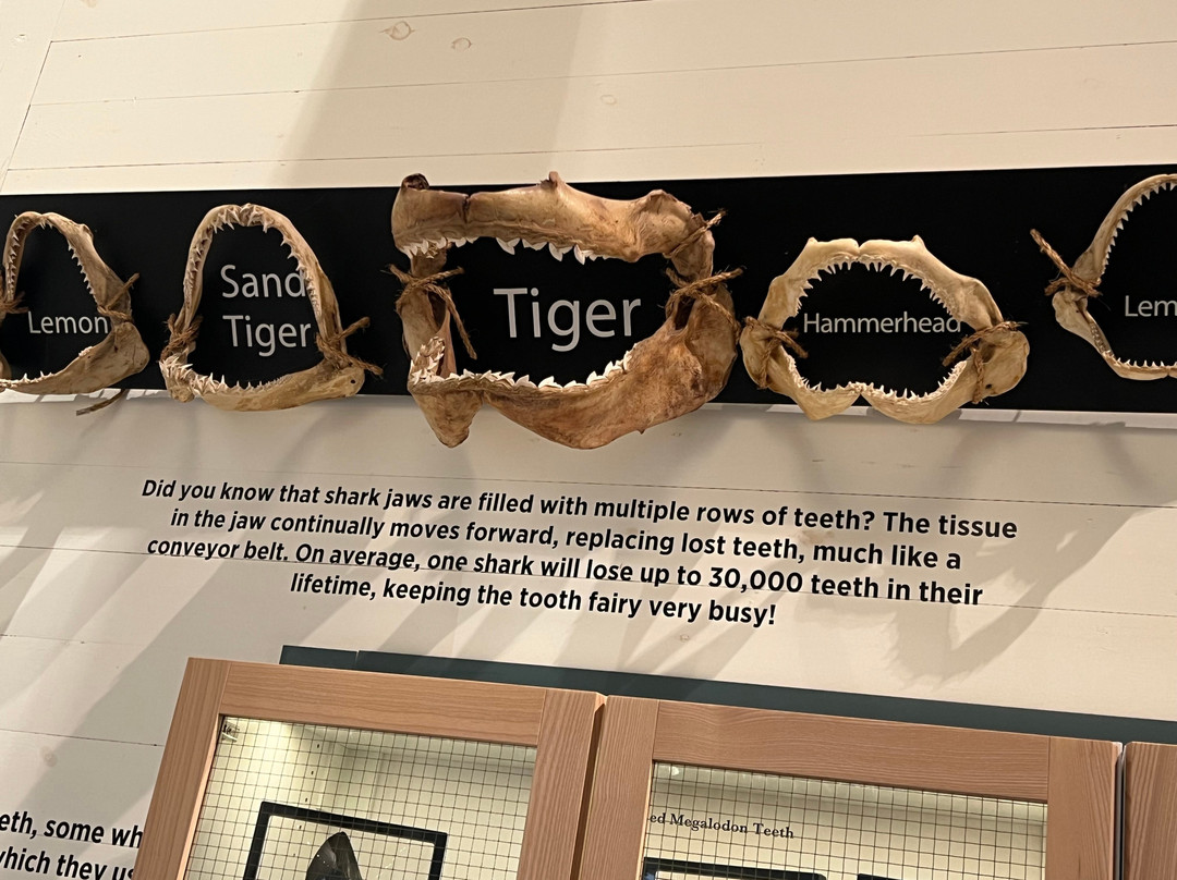 Tybee Island Marine Science Center-泰碧岛必去景点