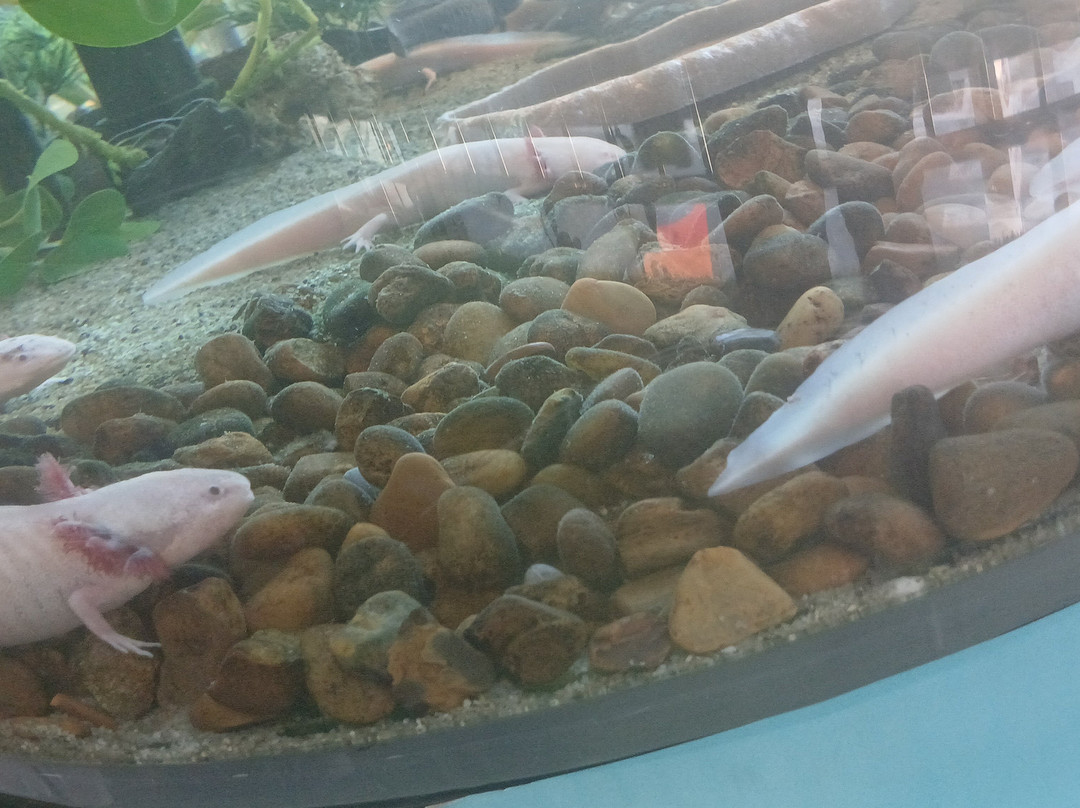 Oceanic Aquarium-康泊琉海水浴场必去景点