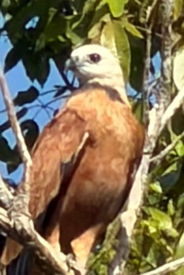 Amazon Prime Ecolodge-玛瑙斯必去景点