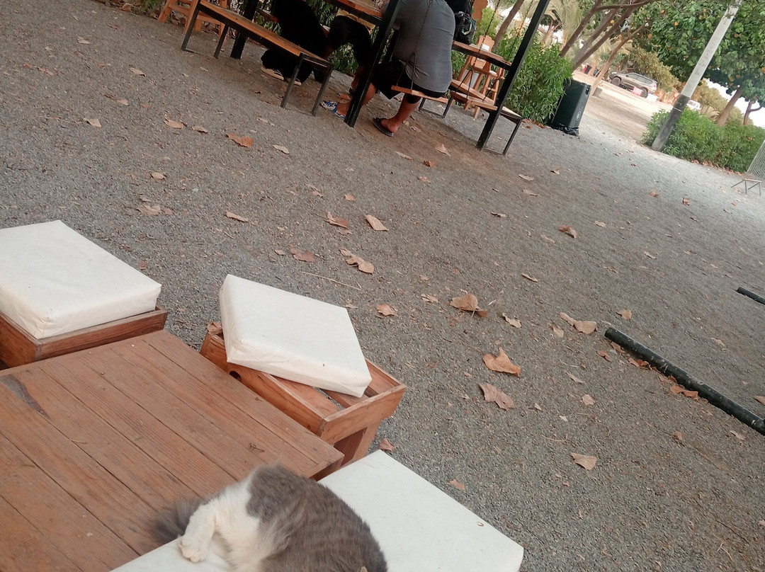 Dromedarius-伊卡必去景点